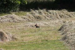 Oryctolagus cuniculus