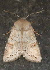 Orthosia revicta