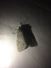 Acronicta americana