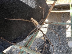 Euprosthenops