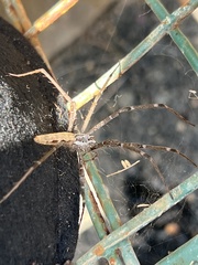 Euprosthenops