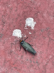 Apistosia judas