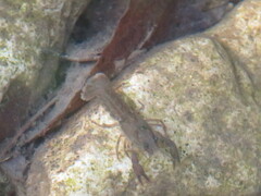 Austropotamobius pallipes