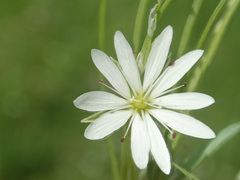 Stellaria palustris