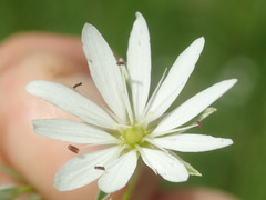 Stellaria palustris