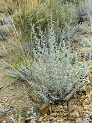 Artemisia mendozana