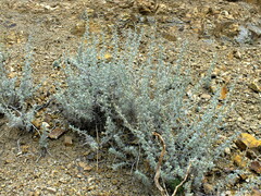 Artemisia mendozana