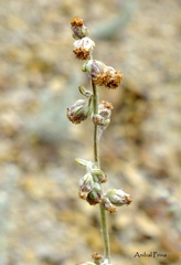 Artemisia mendozana