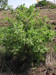 Bursera palmeri