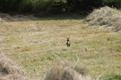 Oryctolagus cuniculus