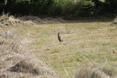 Oryctolagus cuniculus