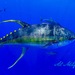 Yellowfin Tuna - Photo (c) Almcglashan, some rights reserved (CC BY-SA)