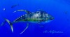 Yellowfin Tuna - Photo (c) Almcglashan, some rights reserved (CC BY-SA)