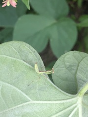 Hierodula patellifera patellifera