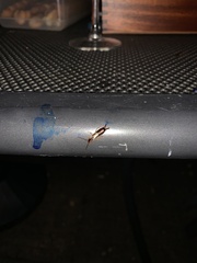 Forficula auricularia