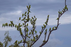 Melopsittacus undulatus undulatus