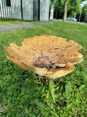 Cerioporus squamosus