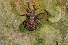 Pentatoma rufipes
