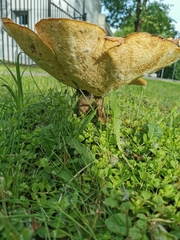 Cerioporus squamosus