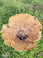 Cerioporus squamosus