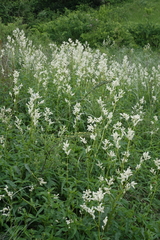 Koenigia alpina