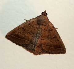 Zanclognatha jacchusalis
