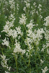 Koenigia alpina