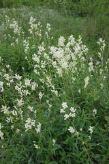Koenigia alpina