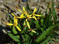 Senecio morrisonensis