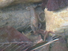 Austropotamobius pallipes