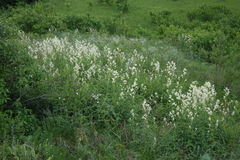 Koenigia alpina