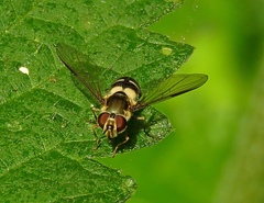 Leucozona laternaria