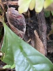 Aglaoctenus castaneus