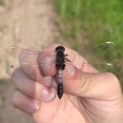 Leucorrhinia caudalis