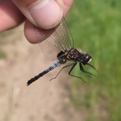 Leucorrhinia caudalis