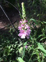 Sidalcea oregana spicata
