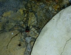 Phrynidae