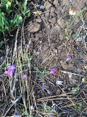Polemoniaceae