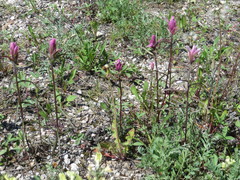 Castilleja raupii