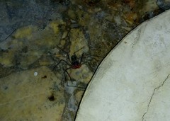 Phrynidae