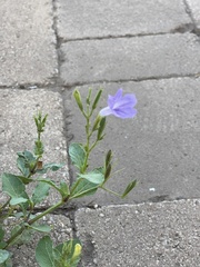 Ruellia nudiflora