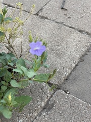 Ruellia nudiflora
