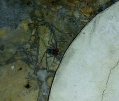 Phrynidae
