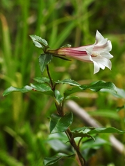 Tripterospermum luzonense