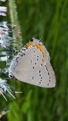 Satyrium acadica