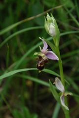 Ophrys scolopax