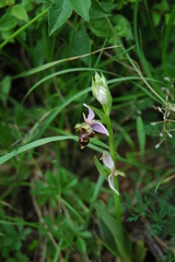Ophrys scolopax