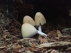 Coprinellus truncorum