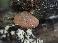 Simocybe haustellaris
