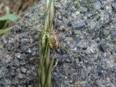 Dasylobus graniferus
